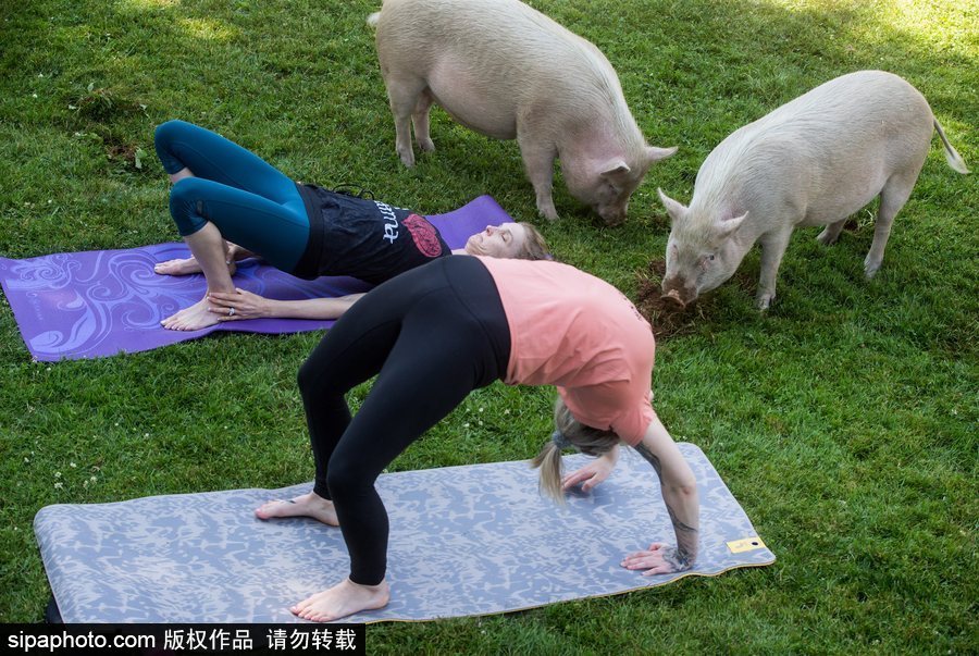 和諧！加拿大一農場內民眾練瑜伽 四只豬自由穿梭