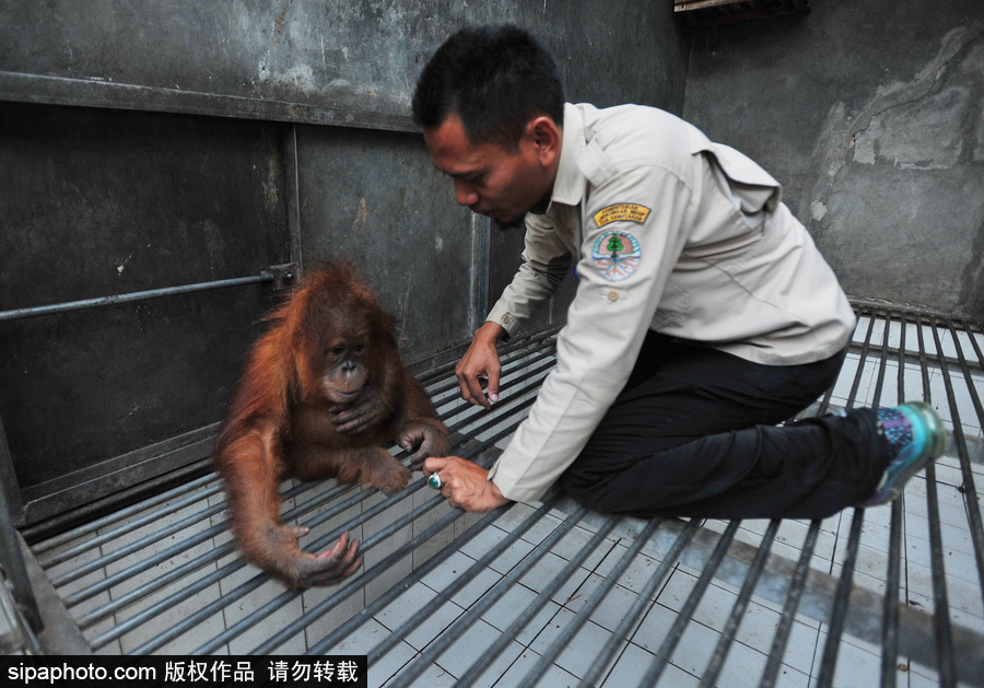 嚇死寶寶了！印尼一猩猩幼崽被解救緊抱人不撒手