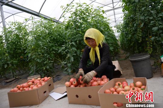 中國(guó)第七大沙漠治理沙化 沙漠種植創(chuàng)收