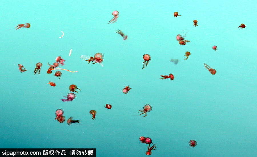 美麗的“藍色災害”！西班牙馬拉加海灘出現新水母