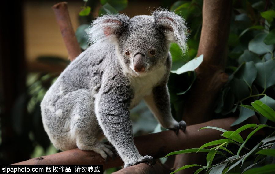 比利時布魯塞爾：爭萌逗趣狀況頻出！珍稀動物生態百相