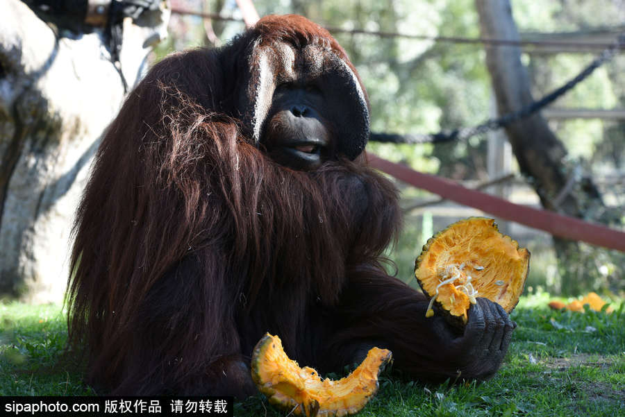 西班牙：馬德里動物園為萬圣節做準備 婆羅洲猩猩寶寶享用南瓜早餐調皮可愛