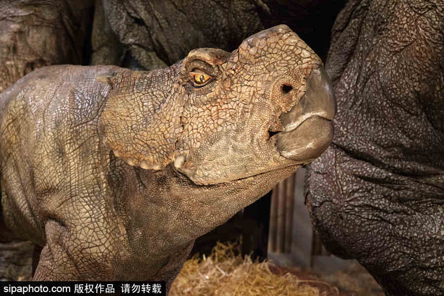 西班牙：身臨其境！《侏羅紀(jì)世界：墮落的王國》展覽在馬德里舉行