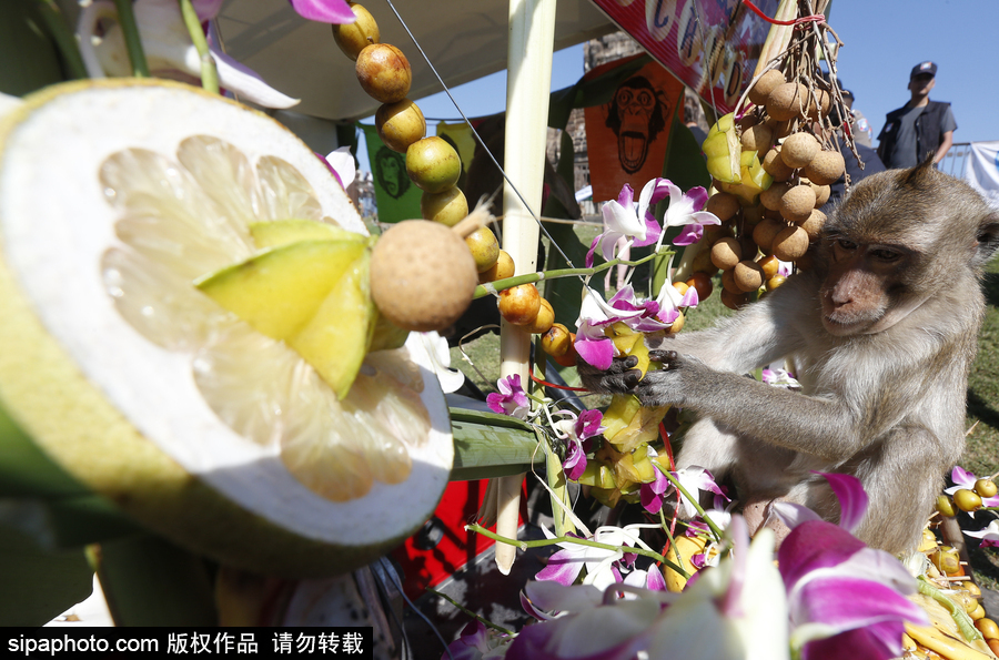 泰國：狂吃海塞歡度節日！猴子自助餐節在曼谷舉行