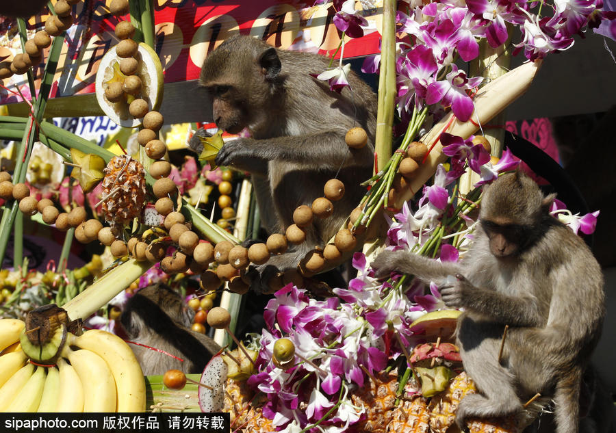 泰國：狂吃海塞歡度節日！猴子自助餐節在曼谷舉行
